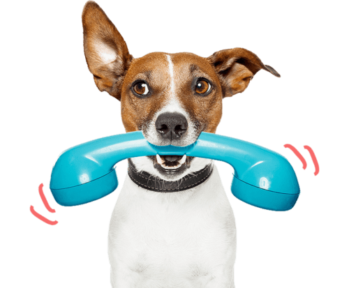 dog with phone e1709900451756